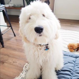 Meet your Posher, Mia